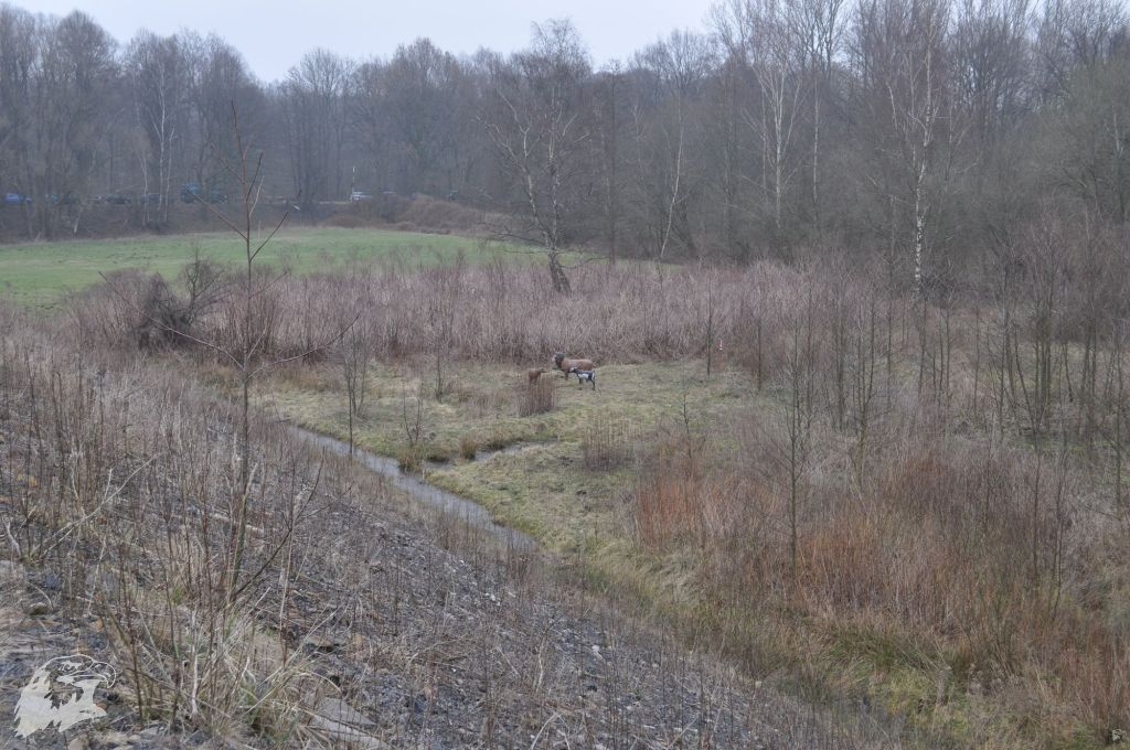 JBC-Turnier-2012-03-17 11-36-52