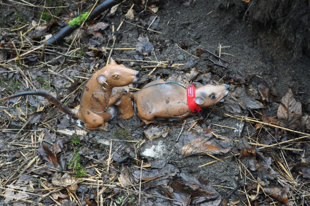 JBC-Turnier-2013-03-09 11-05-08