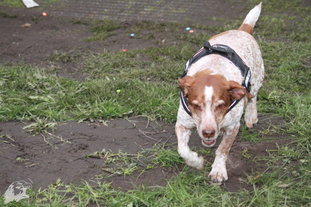 JBC-Turnier-2014-04-05 17-48-20