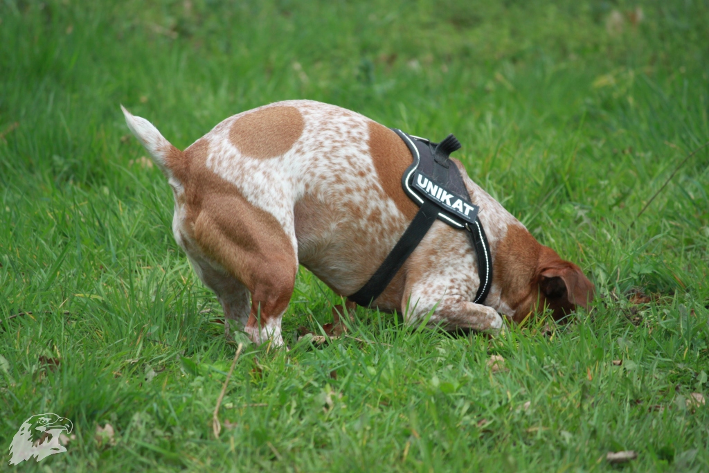 JBC-Turnier-2014-04-05 17-49-35