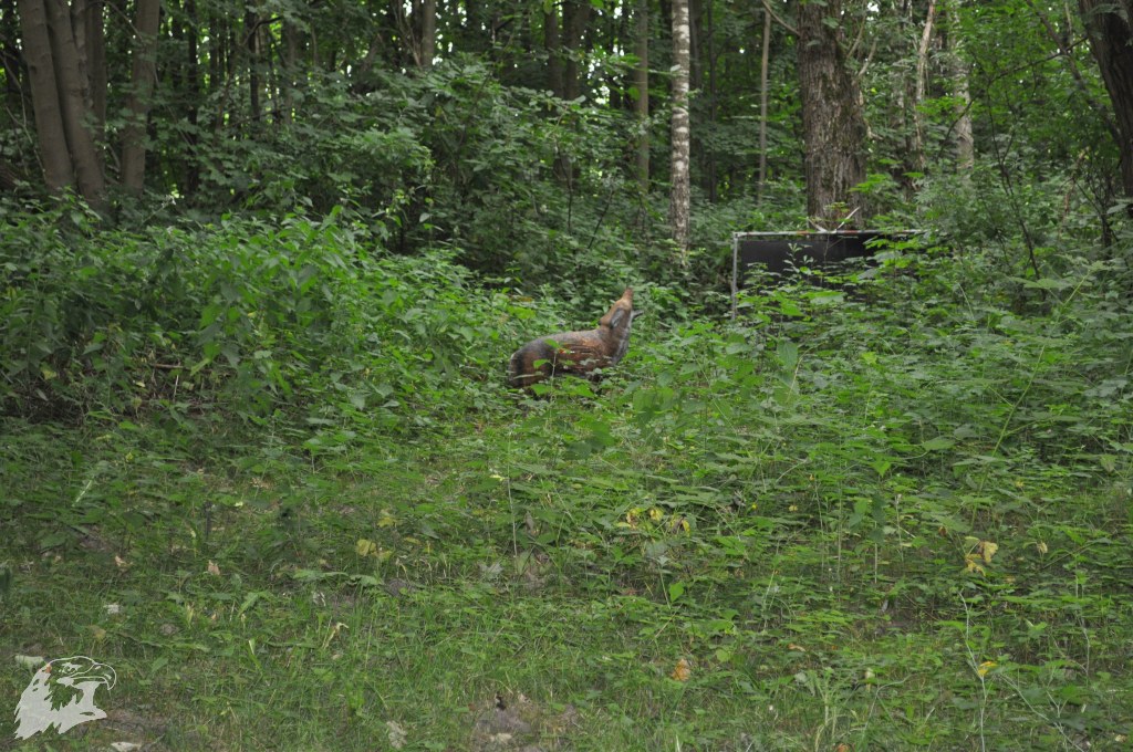 JBC-Vereinsmeisterschaft-2017-06-24 11-43-05