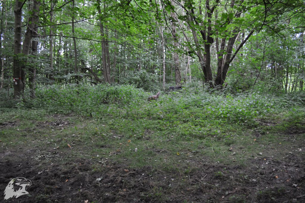 JBC-Vereinsmeisterschaft-2017-06-24 11-43-22